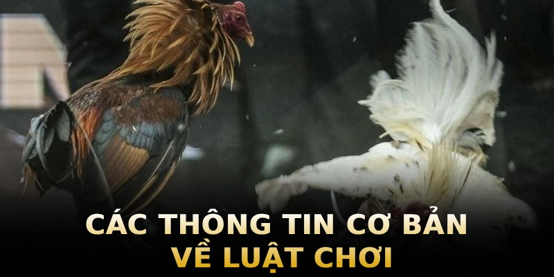 cac-thong-tin-co-ban-ve-luat-choi