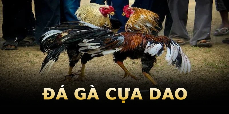da-ga-cua-dao