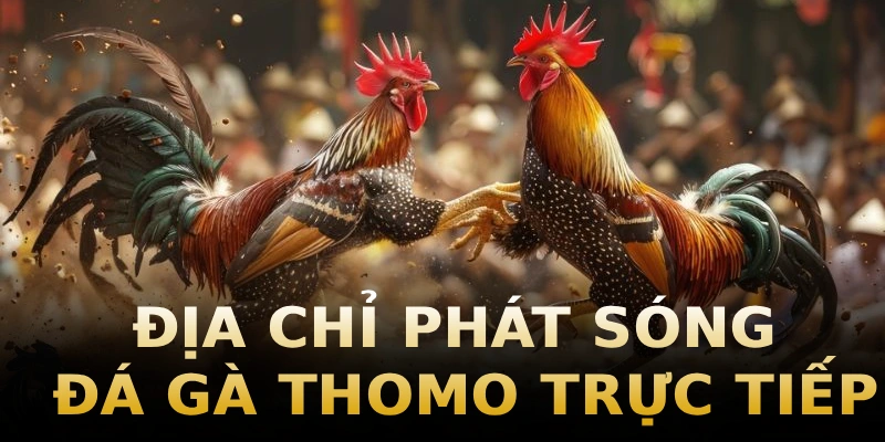 dia-chi-phat-da-ga-thomo-truc-tiep
