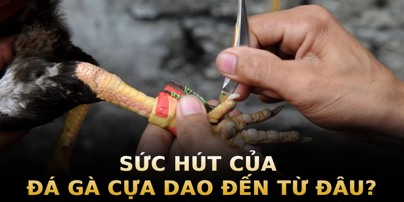 suc-hut-cua-da-ga-cua-dao-den-tu-dau-