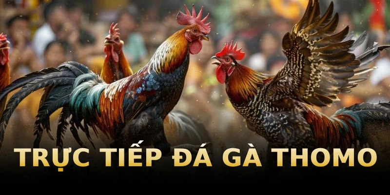 truc-tiep-da-ga-thomo